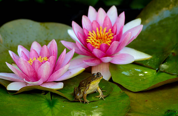 istock Bullfrog sits between two pink water lillies. 482250900