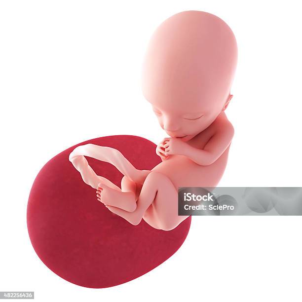 Fetus Week 13 Stock Photo - Download Image Now - Fetus, 2015, Anatomy