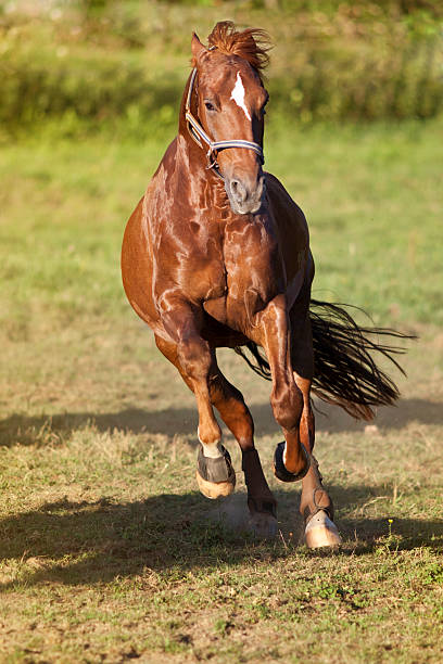 Horse gallop powerful free in paddock frontal