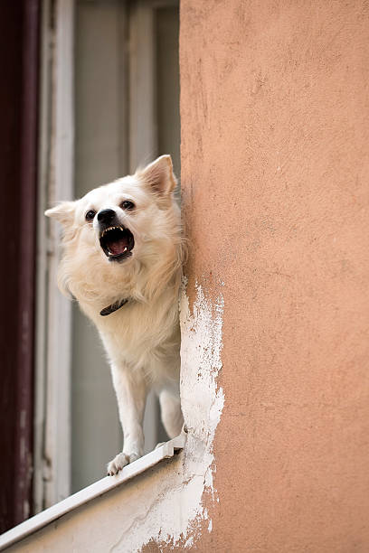 Lonely puppy waits in the window for its owner to return to its Chicago bungalow
