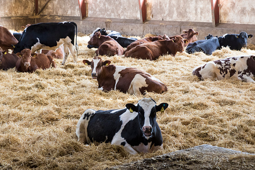 Cattle resting in hay indoor