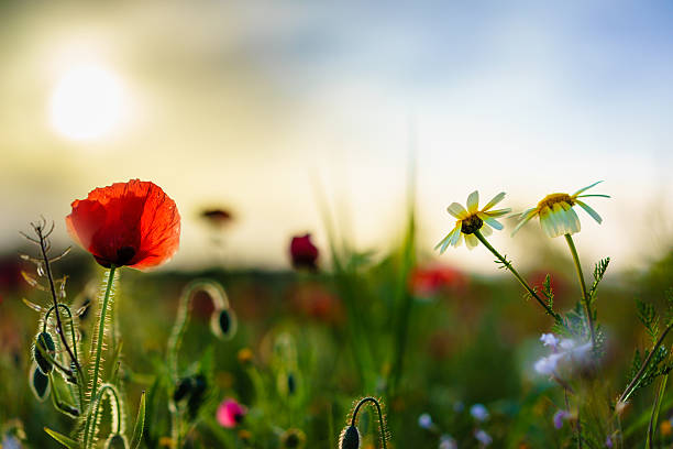 istock Back-lit poppies and daisies on spring meadow 482259553