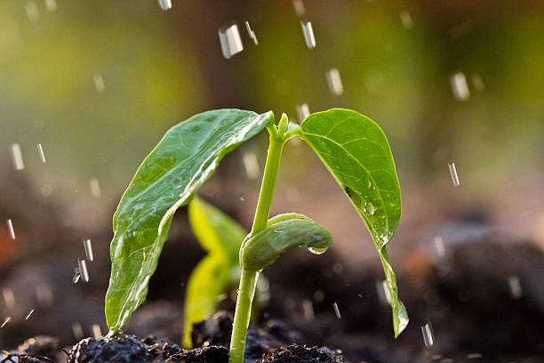 istock young green plant with water 482261819