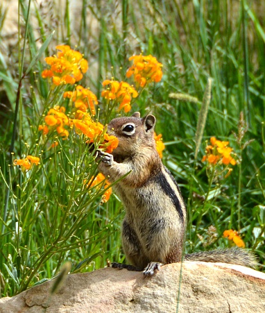 Chipmunk taking time to smell the flowers