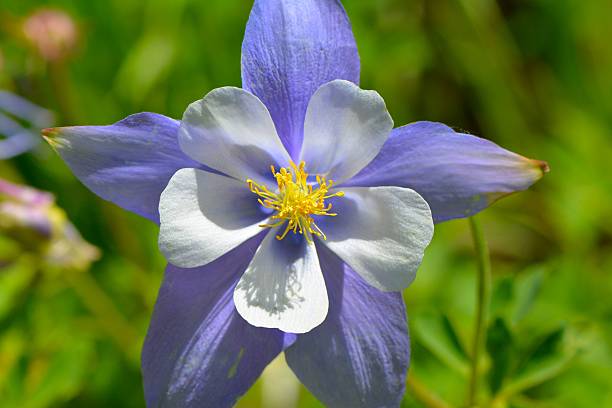 istock Purple Colorado Columbine Flower 482262434
