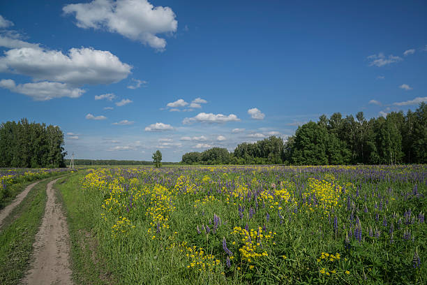 The field of flower in Siberia (Russia)
