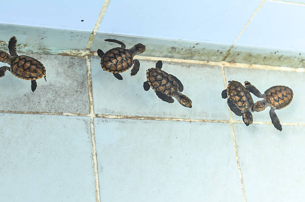 istock Cultured baby sea turtle 482264583
