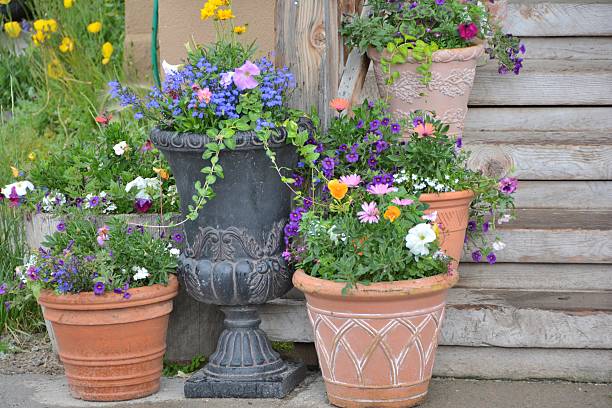 istock Flowers in Clay Pots 482266062