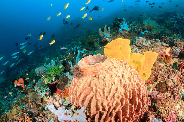 istock Sponges and colorful tropical fish on a coral reef 482266117