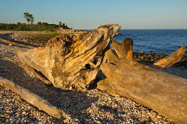 istock Driftwood logs on gravel beach, Hammonasset State Park, Madison, 482266830