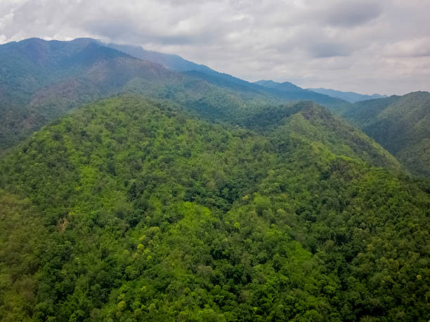istock aerial view of forest 482266898