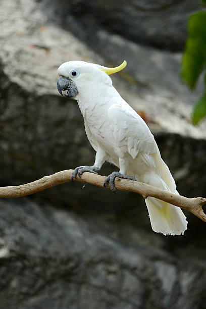 istock White Cockatoo Parrot bird with yellow crest on wood 482266992