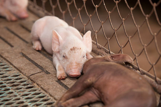 istock Small Pig in the farm 482267174