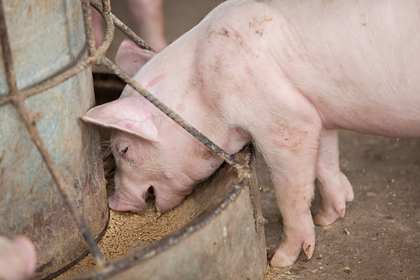 istock Small Pig in the farm 482267292