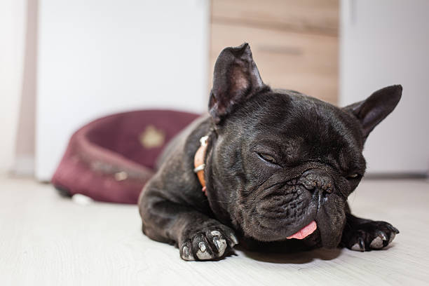istock tired french bulldog 482267338