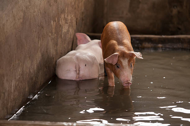 istock Small Pig in the farm 482267536