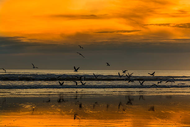 istock Sea Birds Lift Off 482267628
