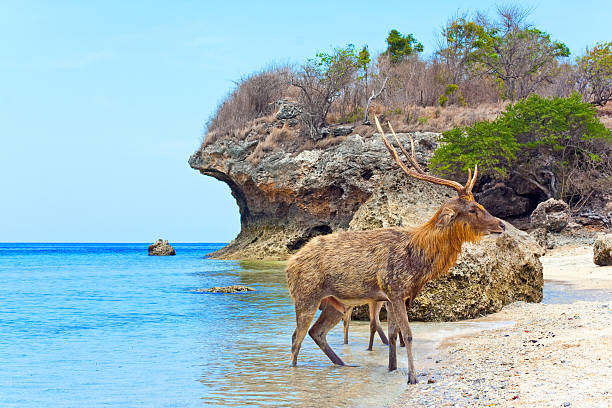 istock The deer leaves  sea on coast 482268256