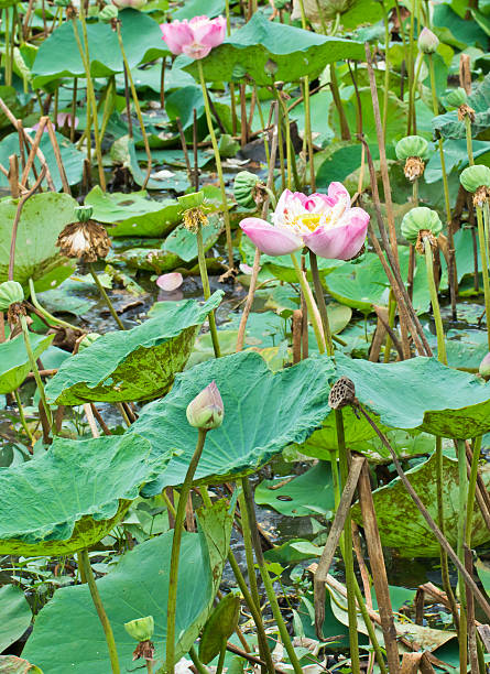 istock pink Lotus flower beautiful lotus 482269643