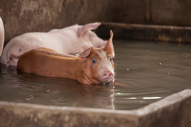 istock Small Pig in the farm 482270432