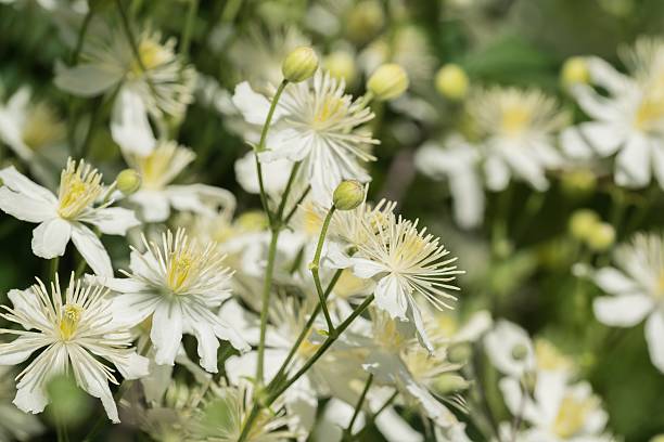 istock plant bush with white flowers closeup 482271428