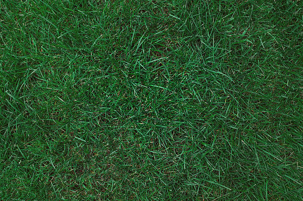 Kentucky Bluegrass Sod Kentucky bluegrass sod, long grass in suburban new york state kentucky stock pictures, royalty-free photos & images