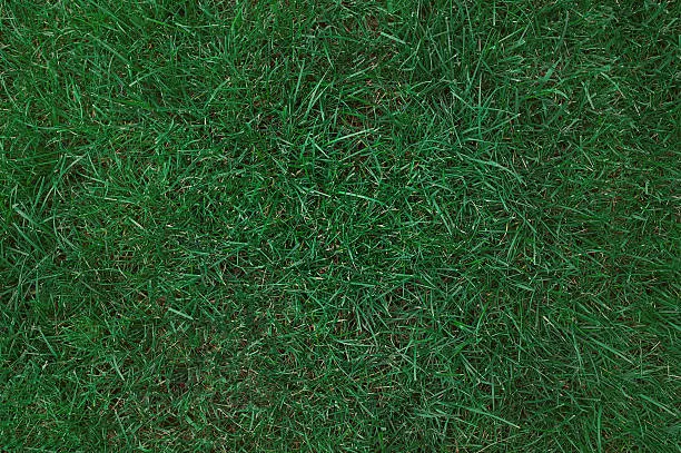 Kentucky bluegrass sod, long grass in suburban new york state