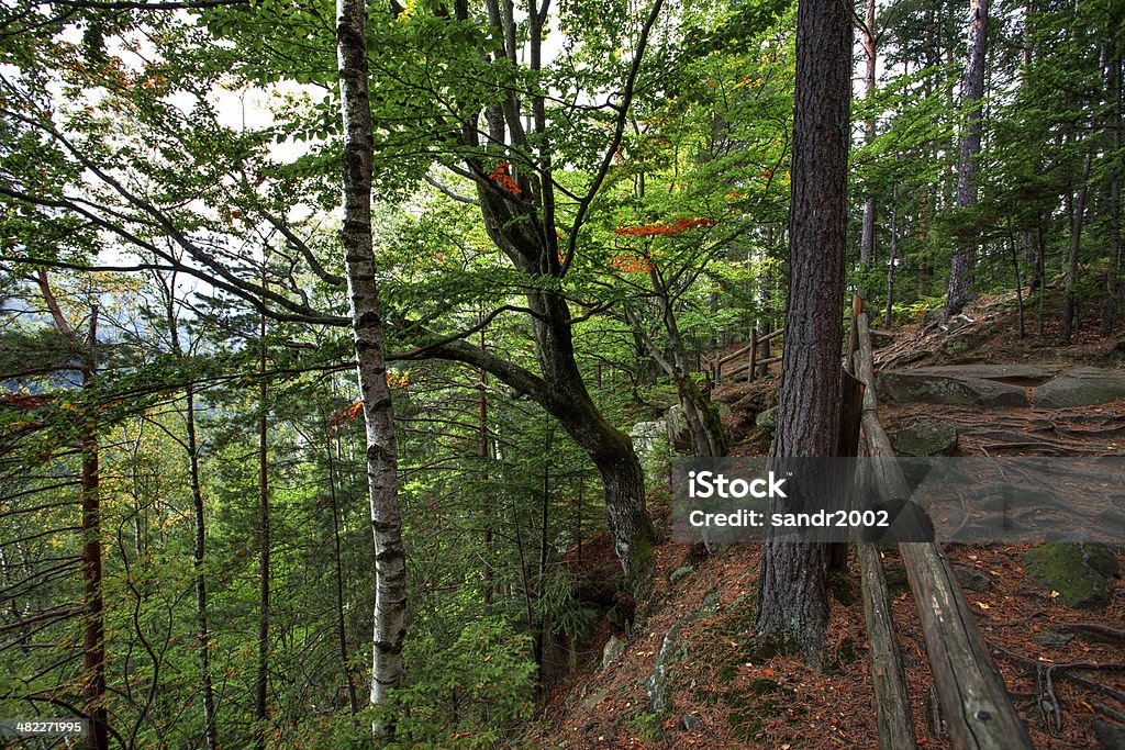 Bosque de árboles y hierba.  Montañas Carpathian - Foto de stock de Aire libre libre de derechos