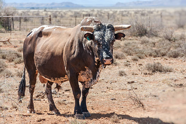 nguni bull nguni cows a traditional breed of cattle for the african and southern african stock farmers, stud bull nguni cattle stock pictures, royalty-free photos & images