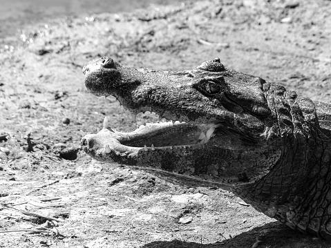 Alligator with open mouth, deitailed profile view, black and white image
