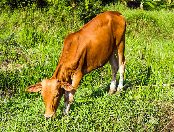 istock Brown cow eating grass in field 482272393