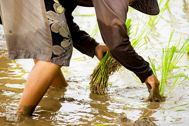 istock Thai farmer planting rice in the farm. 482272902