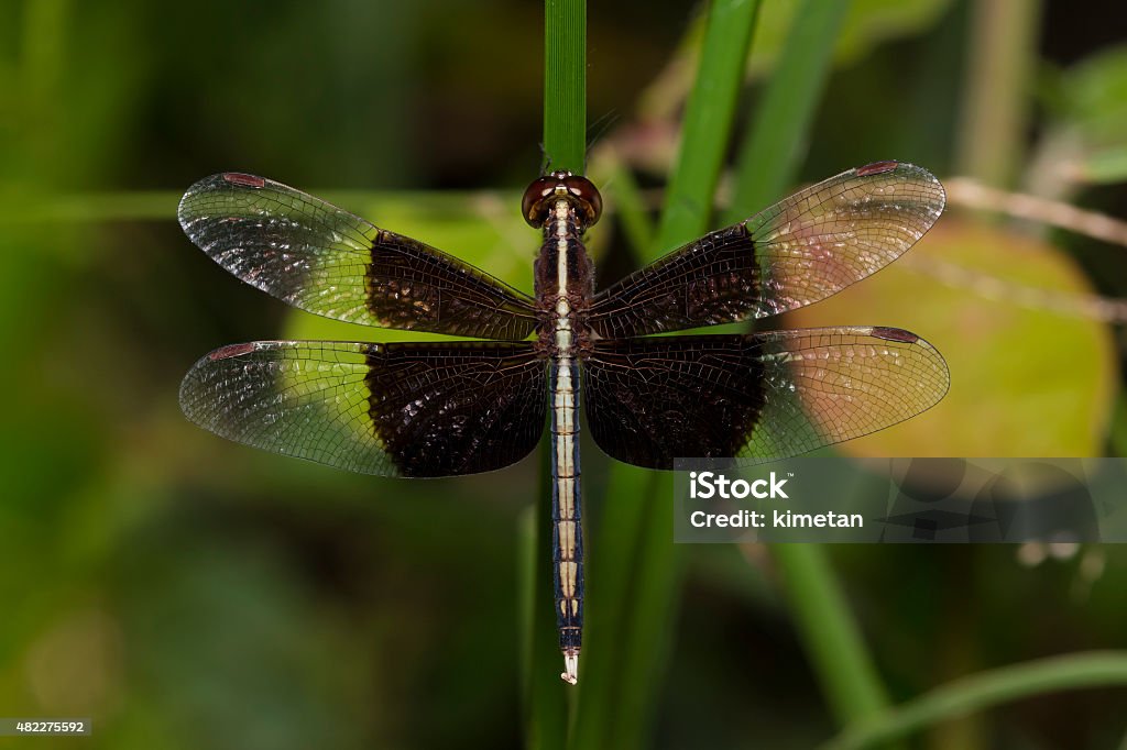 Closeup of a dragonfly clinging to a twig A closeup of a dragonfly clinging to a twig 2015 Stock Photo