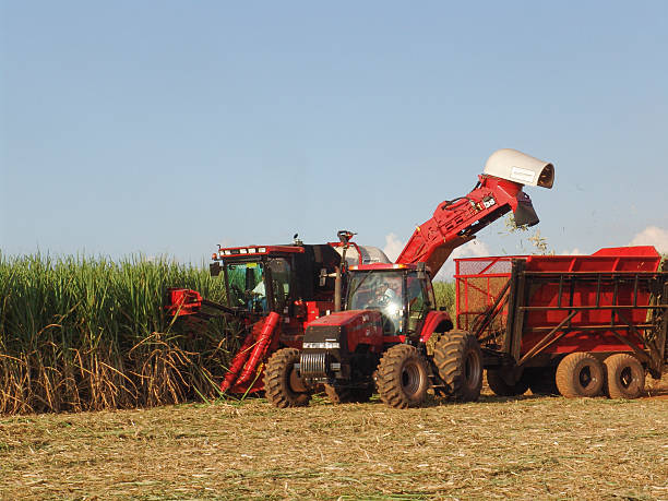 récolte de canne à sucre au brésil - cut sugar cane photos et images de collection