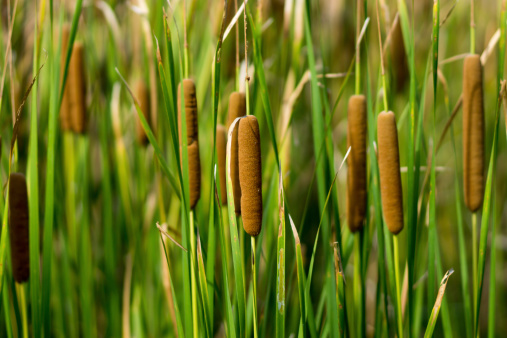 Cattails growing in the rich soil of the marsh. Many birds will make their home in the tall cattails. This will offer them protection at this bird sanctuary near Anchorage, Alaska. Potter’s marsh is a great Day trip for seeing birds and fauna.