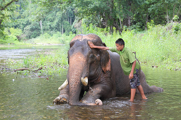 Mahout bathing elephants Kanchanaburi, Thailand  - May 24, 2015: Mahout young boy and elephant in the forest at Kanchanaburi province in Thailand on May 24, 2015 :Thailand have several elephant camps  and special training mahout courses. elephant handler stock pictures, royalty-free photos & images