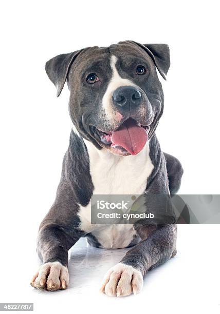 American Staffordshire Terrier Stock Photo - Download Image Now - Gray Color, Pit Bull Terrier, Silver Colored