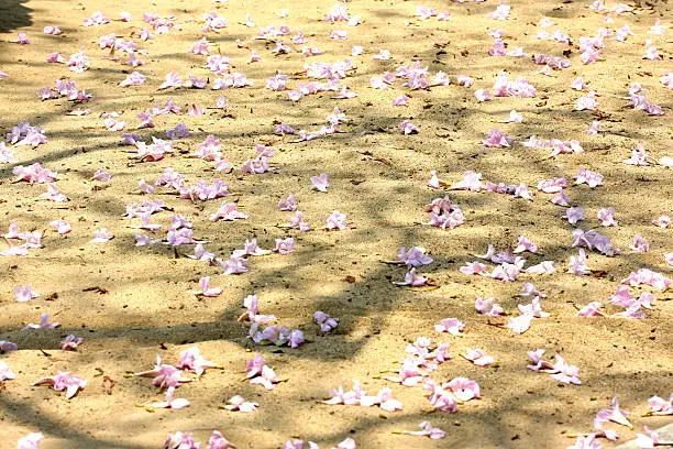 Rosy trumpet-tree sear on sand