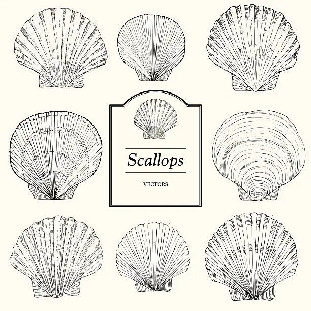 Vector illustration of Hand Drawn Scallop Shells