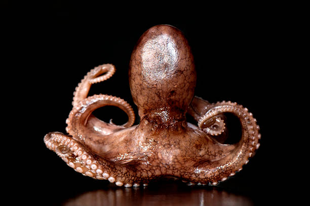 pulpo - cupule fotografías e imágenes de stock