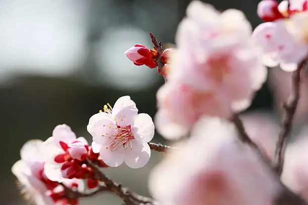 Japanese plum-blossom in Osaka Japan