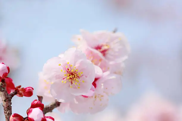 Japanese plum-blossom in Osaka Japan