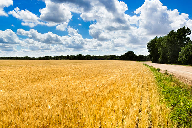 яркий желтый пшеничное поле под глубокое синее небо и облака - kansas wheat bread midwest usa стоковые фото и изображения