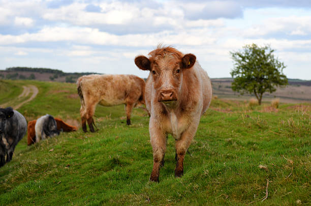 Cattle Grazing stock photo
