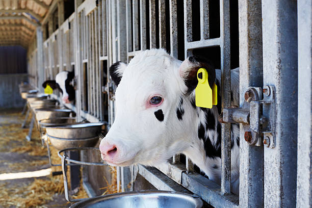 istock Cow with tag looking through fence in barn 482281613