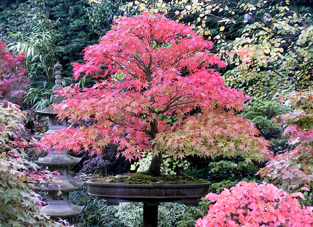 istock Image of Bonsai Maple with Autumn Foliage 482283845