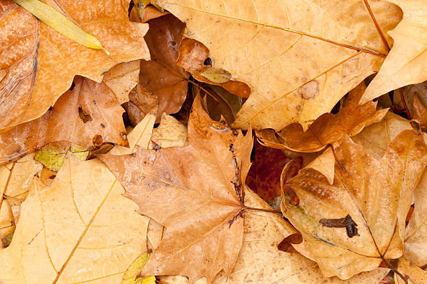 istock autumnal yellow leaves 482285741