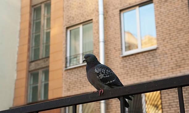 istock Pigeon sitting on metal fence 482288312