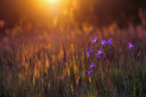 블루 초롱꽃 - campanula bluebell natures houseplant 뉴스 사진 이미지