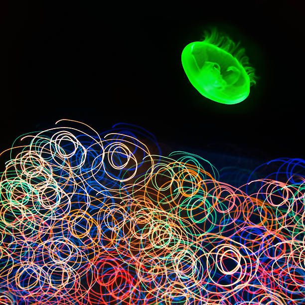 istock Image of glowing jellyfish and algaes 482289120